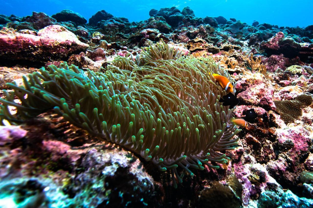 Bangaram Island Beach Resort المظهر الخارجي الصورة